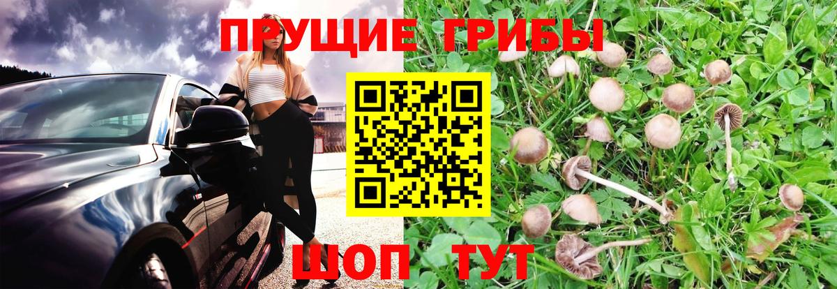 Псилоцибиновые грибы Cubensis Кушва